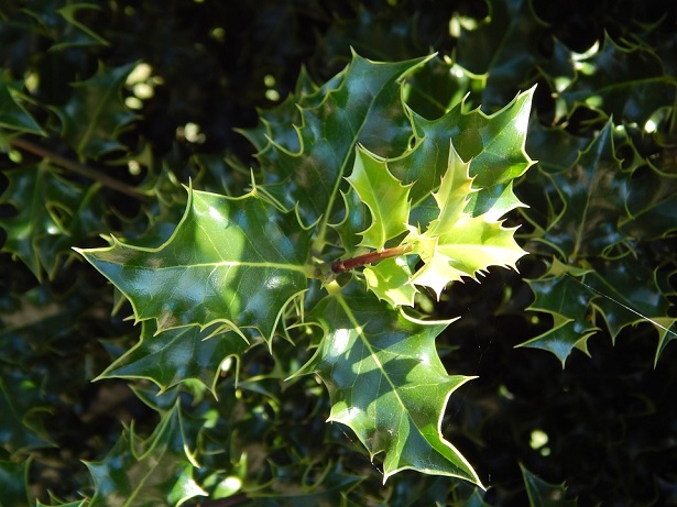 agrifoglio significato