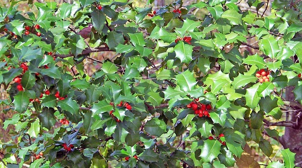 agrifoglio coltivazione