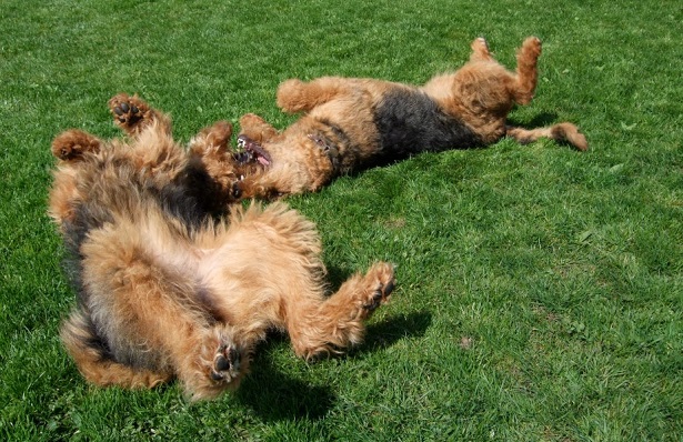 airedale terrier