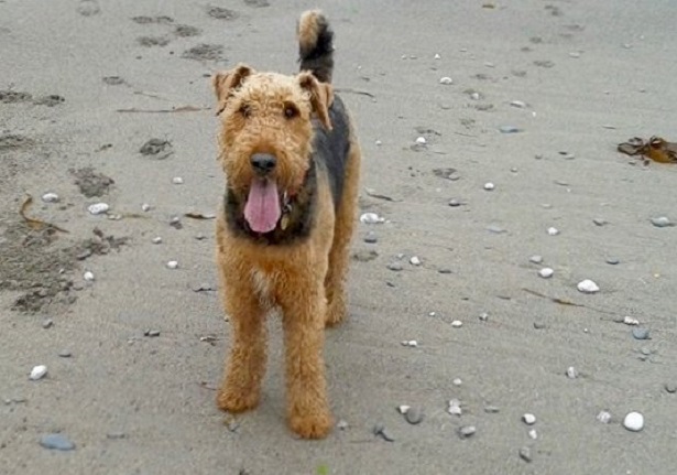 airedale terrier