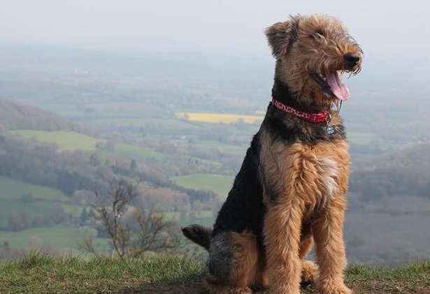 airedale terrier