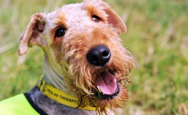 airedale terrier