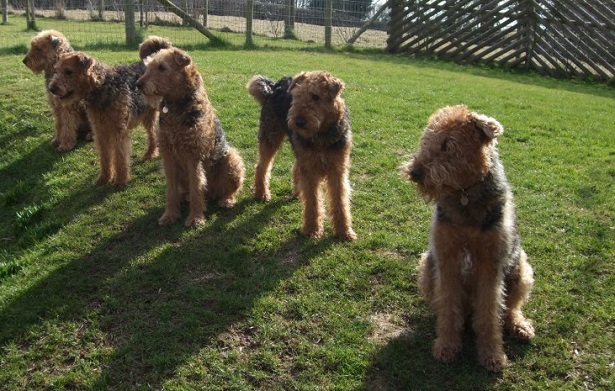 airedale terrier
