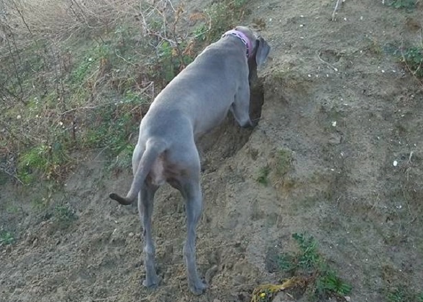 alano blu allevamento