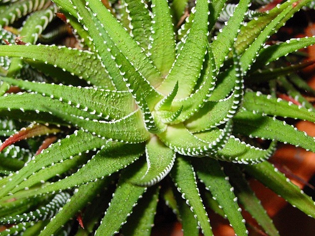 aloe vera 