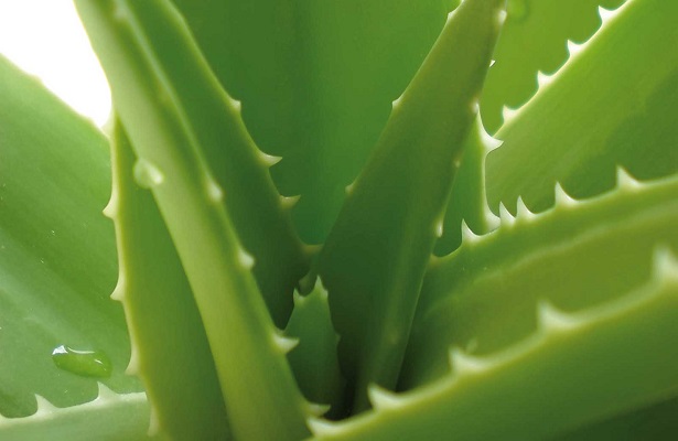 aloe vera