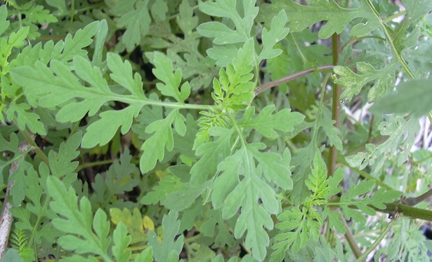 ambrosia origini ambrosia origini