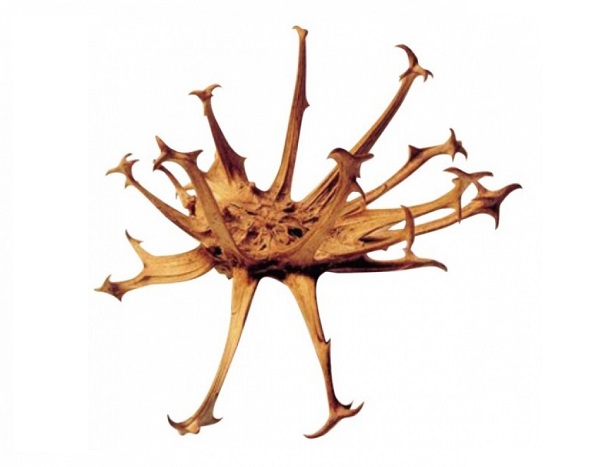 artiglio del diavolo