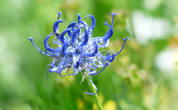 artiglio del diavolo artiglio del diavolo