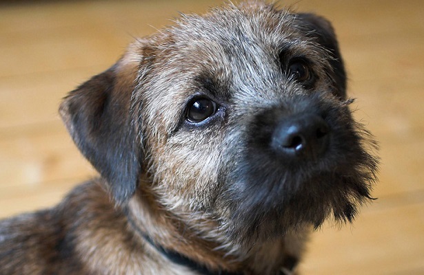 border terrier origini border terrier origini