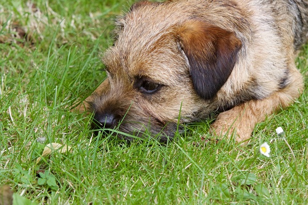 border terrier aspetto border terrier aspetto