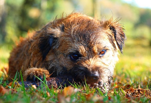 border terrier