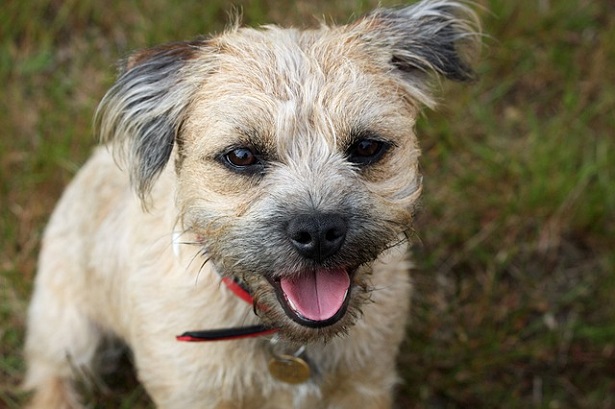 border terrier prezzo border terrier prezzo