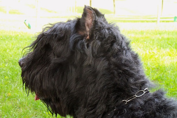 bovaro delle fiandre origini