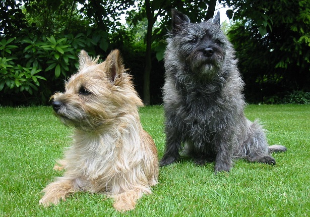 cairn terrier