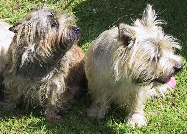cairn terrier allevamento