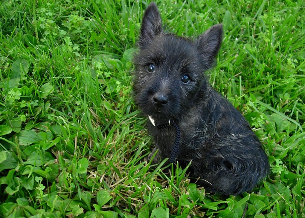 cairn terrier origini