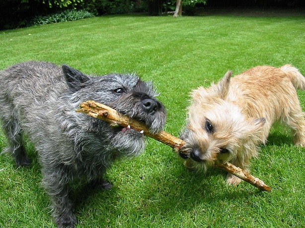 cairn terrier aspetto