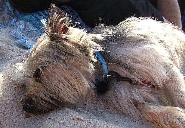 cairn terrier carattere