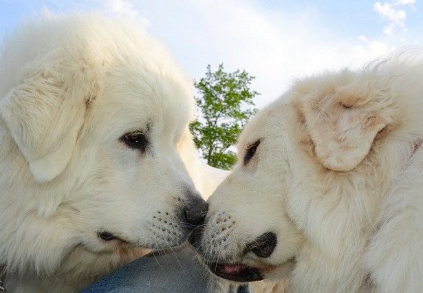 cane da montagna dei pirenei origini