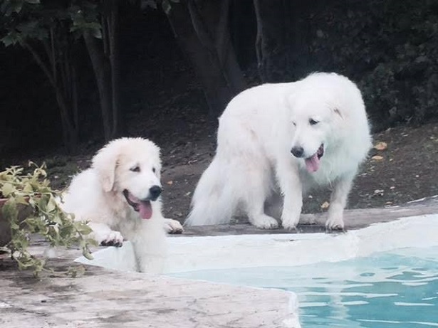 cane da montagna dei pirenei aspetto 