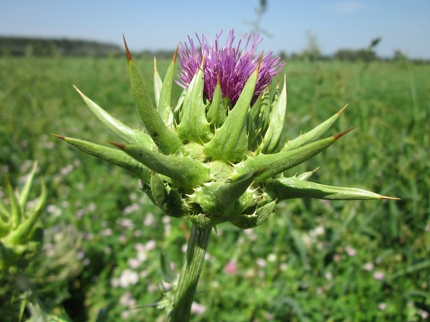 cardo mariano tisana cardo mariano tisana