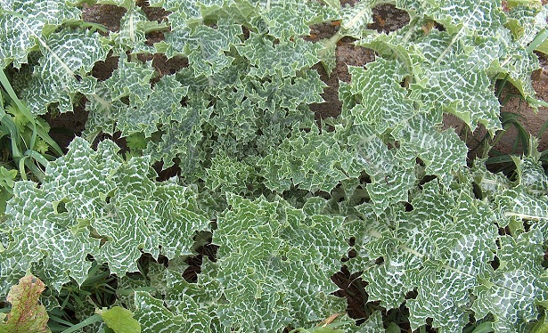 cardo mariano proprietà cardo mariano proprietà