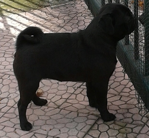 carlino nero 