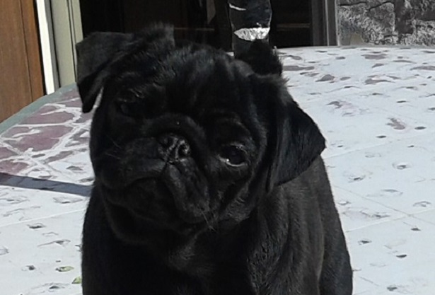 carlino nero cucciolo