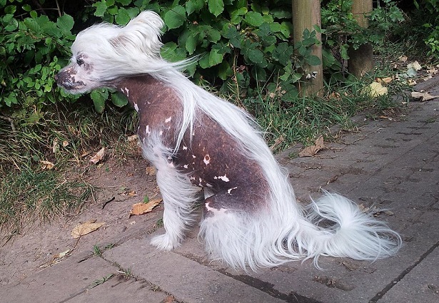 chinese crested dog cuccioli chinese crested dog cuccioli