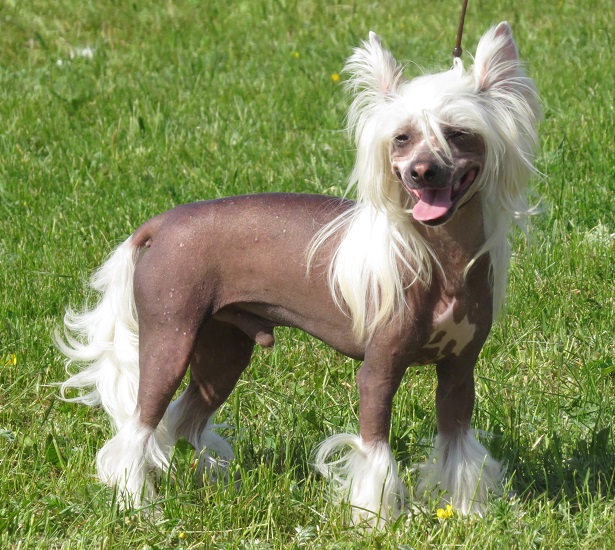chinese crested dog origini chinese crested dog origini