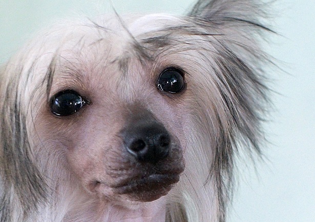 chinese crested dog chinese crested dog