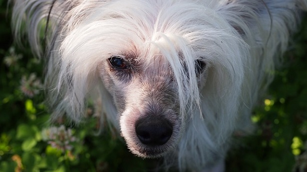chinese crested dog allevamento chinese crested dog allevamento