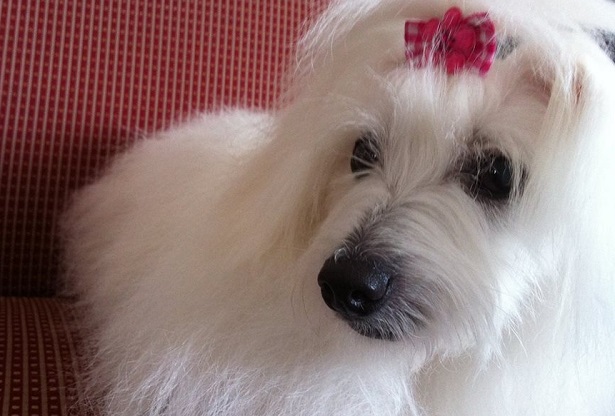 Coton de Tulear con fiocco