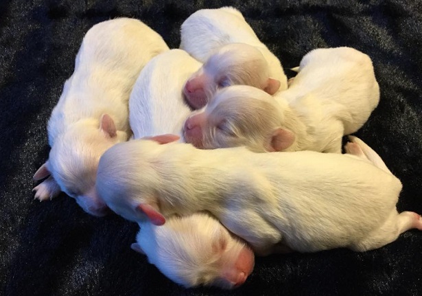 Cuccioli di Coton de Tuléar