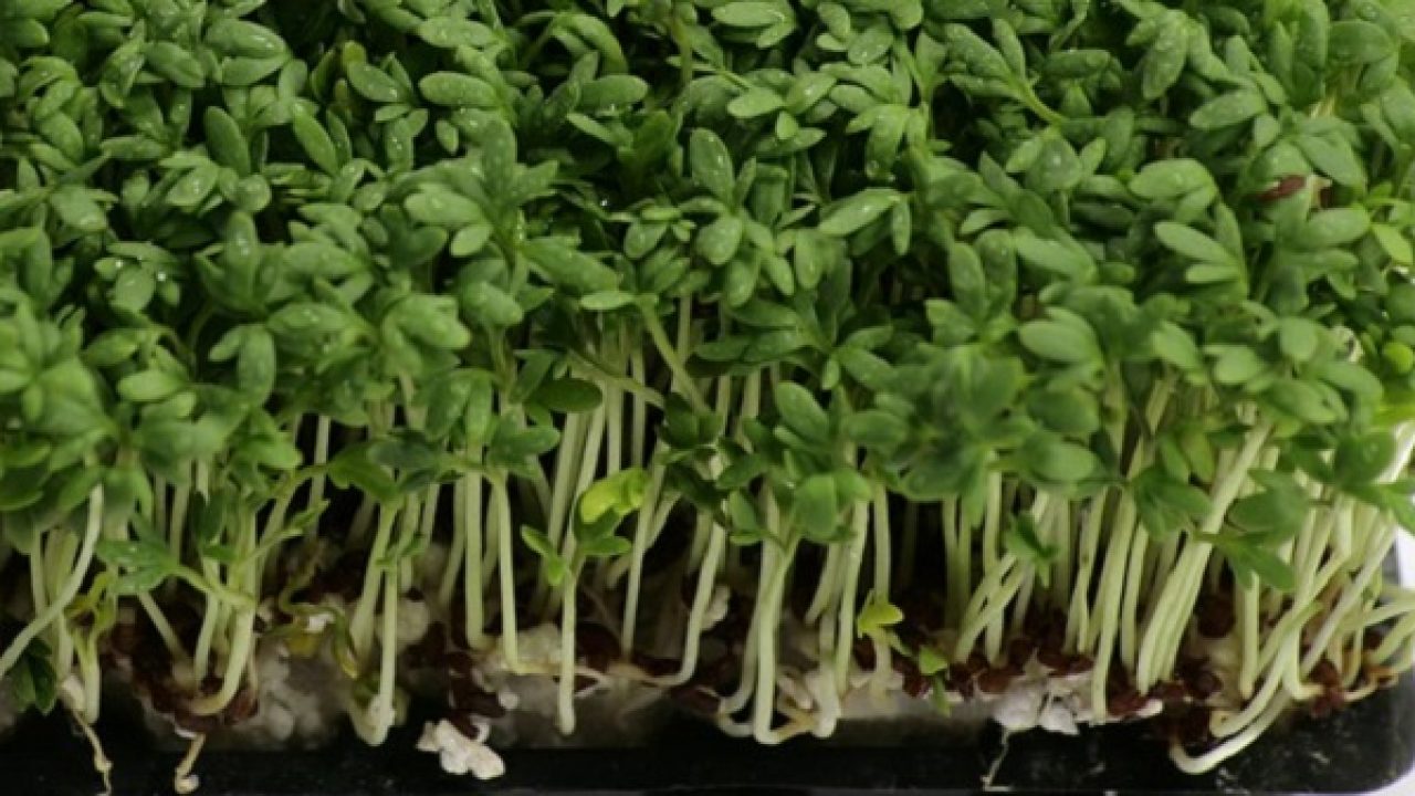 Il cibo più salutare del mondo, secondo la scienza