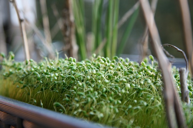 crescione proprietà crescione proprietà