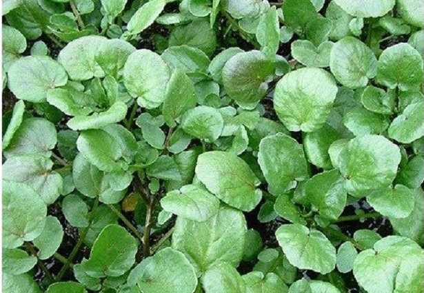 crescione ricette crescione ricette