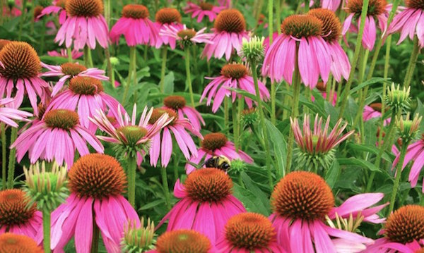 echinacea purpurea