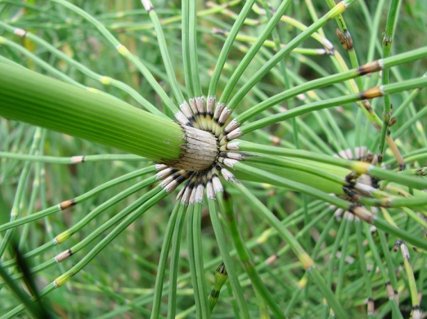 equiseto pianta