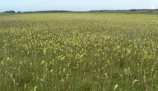 prato pieno di equiseto