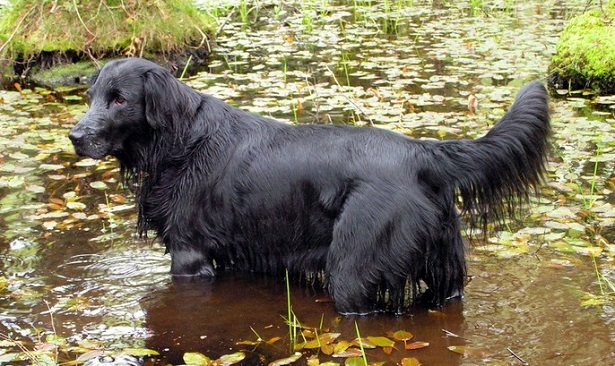 flat coated retriever aspetto flat coated retriever aspetto