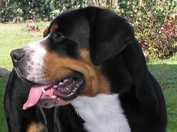 gran bovaro svizzero cuccioli