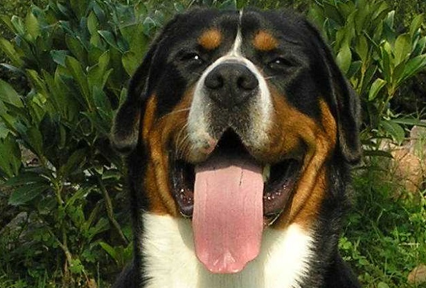 gran bovaro svizzero origini