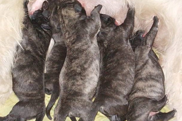 Irish Wolfhound: carattere