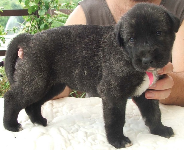 Irish Wolfhound: aspetto generale