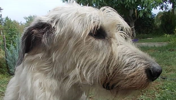 Irish Wolfhound: allevamenti