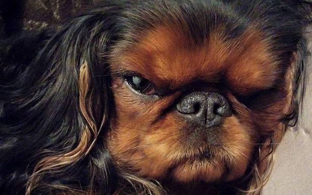 king charles spaniel dimensioni