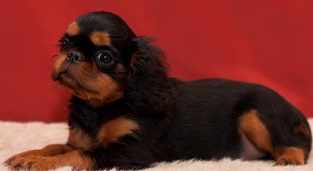 king charles spaniel