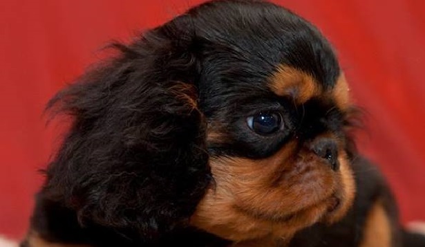king charles spaniel carattere